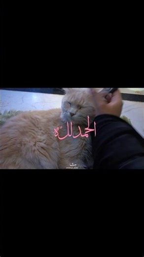 • What is HIJAB ~` #hijab #shorts #shortvideo #reels #aestheticstatus #cat