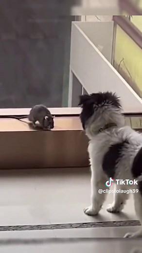 Goofy Dogs Making Us Laugh!