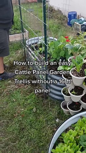 DIY Garden Trellis Using Cattle Panels