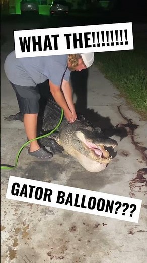 🐊🎈GATOR HUNTING🎈🐊GATOR CATCHING- CLEANING THE ALLIGATOR PROCESS 2022 gator hunts. #hunting