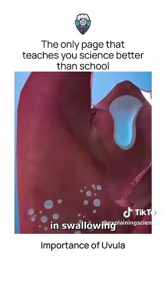 Understanding the Uvula: Functions and Importance