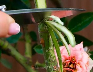 333K views · 1.2K reactions | Hassle-free gardening! Smart hacks you need to try! | 5-Minute Crafts | Facebook