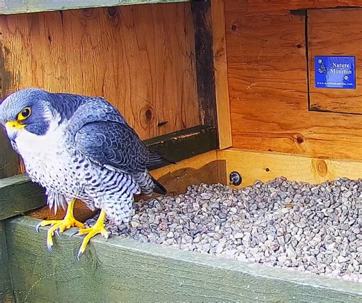 22K views · 193 reactions | 朗 It's the time we've all been waiting...