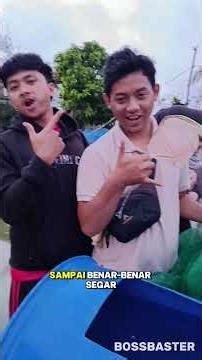 Praktikum Pemijahan Ikan Koki di Vertiqua #pemijahankoki #vertiqua #akuakultur #mahasiswaberdampak