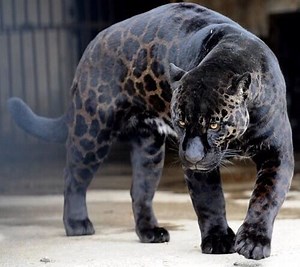 Panthera hybrid ~ Everything You Need to Know with Photos | Videos