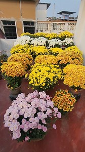 December chrysanthemum #greenypots #gardening #rooftopgardening #flowers #winterflowers #gardeningtips #rooftopgardening #yellow | Greeny Pots