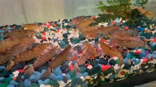 Bamboo Shrimp – A unique freshwater shrimp from Southeast Asia, growing up to 3–4 inches. Instead of grazing, it uses fan-like arms to filter tiny food particles from the current. Peaceful and shy, it thrives in clean, well-oxygenated tanks with steady water flow and plenty of hiding spots. | Pet Zone Tropical Fish, San Diego, California | Facebook