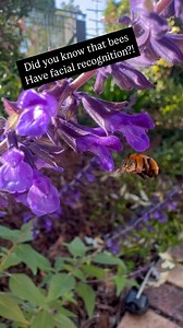 26 reactions | Did you know bees can recognize human faces? ✨ These...