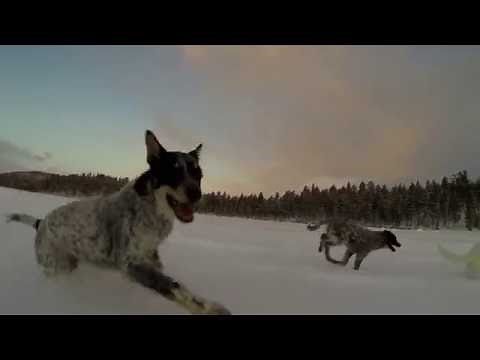 Alaskan husky puppies - joy of life