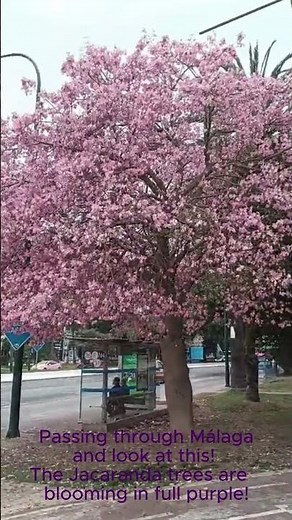Blue Jacaranda trees blooming in Málaga 🌸🇪🇸 | Spring in Spain.