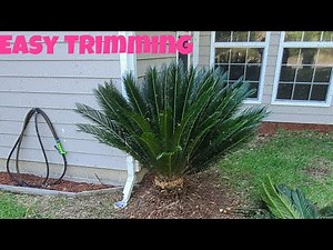 How to trim sago palms [the easy way]