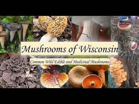 Mushrooms of Wisconsin - Backyard Naturalist Lecture Series