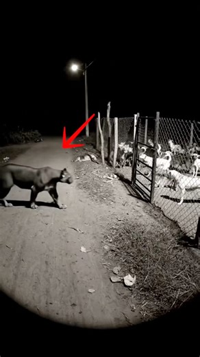 Puma vs Dogs Unbelievable! #kurt #wolfpack #kangal #wolfdog #animal #wolves #sheep #wolf #reels #nature #wild #dog #Badger #wildlife #cat #fox #lion #GOAT #hyena #yapayzeka #veo3 #GoogleGemini #wildanimals #leopard #bear #animals | The Kangal Wild