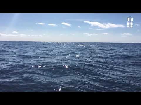 Jumping Tuna