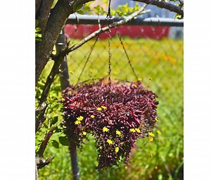 Ruby Necklace Succulent: Colorful Trailing Othonna Capensis (cuttings or 2/4" Pot) - Etsy