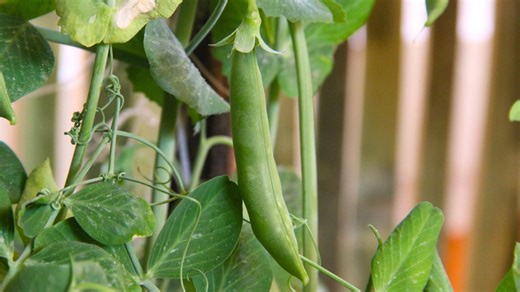 Sugar Snap Peas: How to Grow Spring's Easiest Vegetable