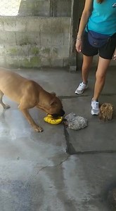 4.5K views · 235 reactions | ATHOS  È un bel incrocio pitbull,...