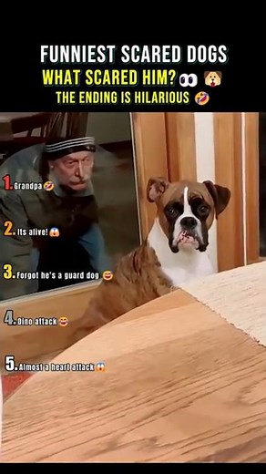 Ranking Funniest Scared Dogs