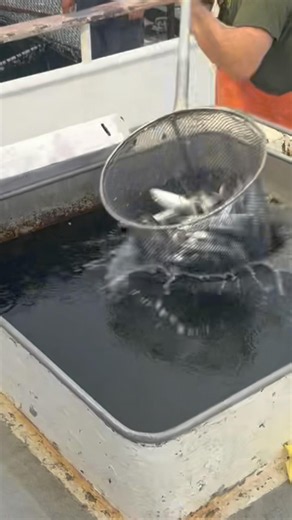 Enterprise Loads Sardines! Limon Bros Crush Barracuda on Horseshoe Kelp 🎣🔥