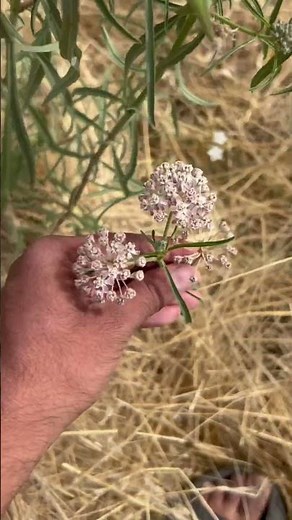 Native Plant: Narrowleaf Milkweed #californianativeplants