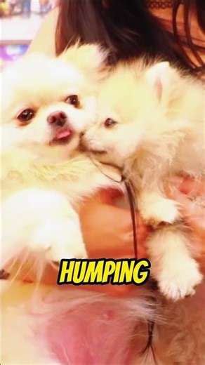 The TRUTH About SSSniperwolf’s Dogs 😱 #shorts