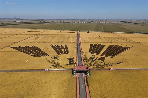 稻浪翻金定丰年，巴彦县高标准农田展“丰”景_全媒体报道_HRB蓝网