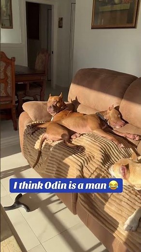 @bad.boy.odin26 I think Odin is a man 🤣 #dog