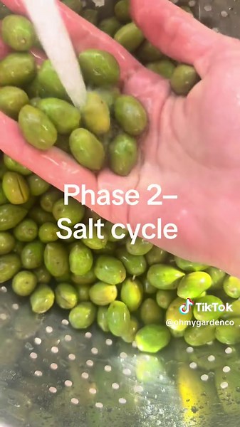 Curing Olives at Home: Salt Cycle Phase 2 Guide