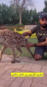 The difference between a male African hyena and a female