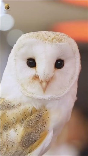 Owls Are Mysterious Night Guardians 🌙🦉 Incredible Owl Close-Up #owls #shorts #wildlife