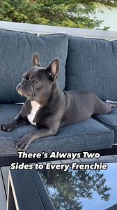266K views · 2.5K reactions | Every Frenchie has two sides. Stoic and serious, and then a complete goofball. Be prepared that thes... | French Bulldog | Facebook