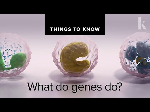 What do genes do? | Things to Know