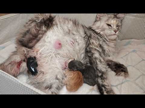 Freya Gives Birth to 9 Kittens