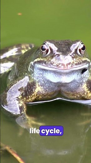 Unbelievable Frog Facts: Nature’s Tiny Titans 8K ULTRA HD #ANIMAL
