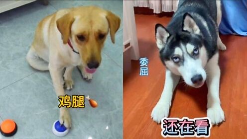 盘点动物搞笑瞬间，它们就是故意逗你笑，实在憋不住了！