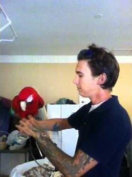 Macaw training | Train your macaw to "wave" and say "Hi"