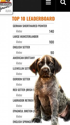 The GSP’s are already claiming the Bird Dogs for Habitat crown, but it’s a bit early. Don’t you think? Bird Dogs for Habitat runs now through the end of April, with prizes for voting and chances to win our weekly giveaway. The best part is, all funds generated from the competition go towards our Build a Wildlife Area program, so every breed win with more publicly accessible land and room to roam. 🔗 GO VOTE at the link in the comments! A huge thanks to this years Bird Dogs for Habitat sponsors S