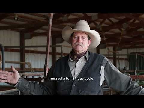 Would you risk 50 open cows?