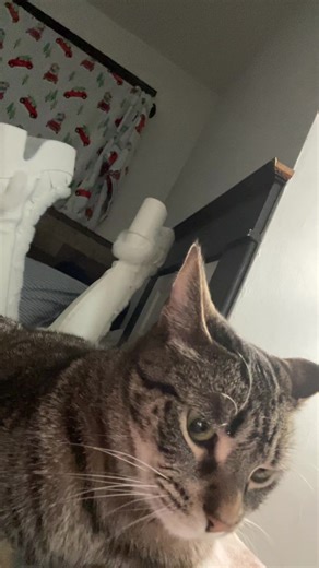 Understanding Cat Behavior: Why She Doesn't Need a Tomcat