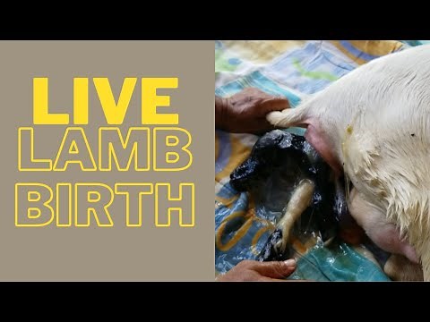 Betsy the Sheep gives birth | How to assist an ewe giving birth