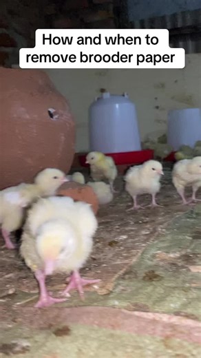Brooder Paper Removal for Broilers: A Step-by-Step Guide