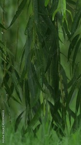Closeup, steady, vertical footage of willow tree leaves in the rain