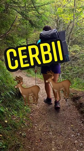 Întâlniri amuzante cu cerbii în pădure
