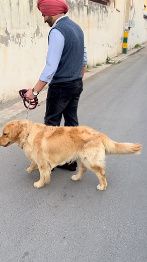 14K views · 31 reactions | Success Stories ✌️#dogtrainer...