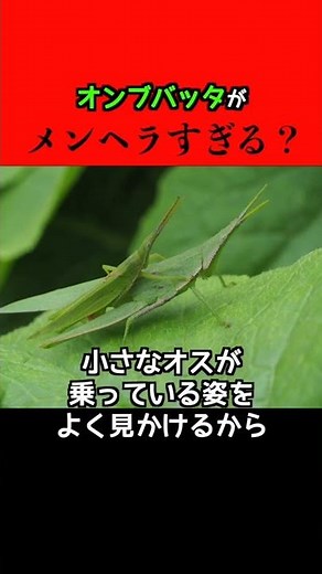 [Menhera is scary] The reason why the grasshopper carries his child on his back... #shorts