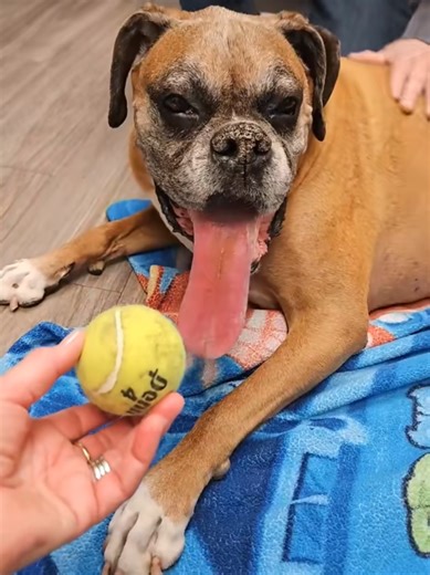 How Bo is so missed! Love you big guy and think of you every day for the rest of my life! ❤️🙏 #boandtytheboxerboys #boandty #botyjax #boxset #ripbo