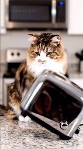 Cat vs Toaster: When Breakfast Strikes Back 🐱🍞🥊