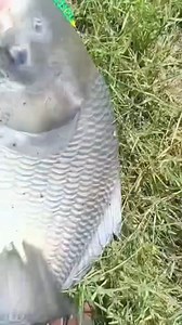 Fish farming, catla fish catch | Anamul Fish Farm