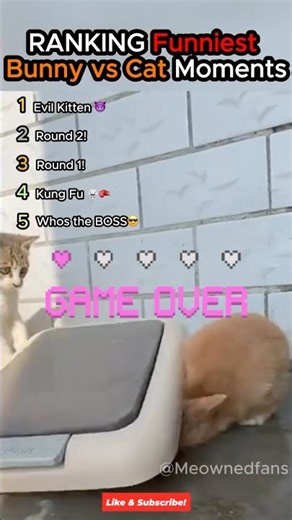 Ranking Funniest Bunny vs Cat Moments! 💦 #cats #funny #cute #bunny