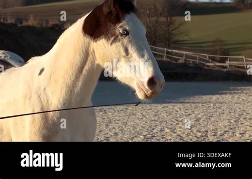 Curious young Paint Horse gelding calmly playing with a training whip in an outdoor riding arena during winter Stock Video Footage - Alamy